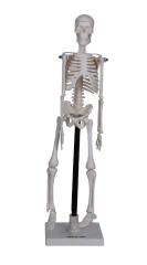İskelet Modeli 46 cm