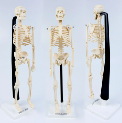 İskelet Modeli 46 cm