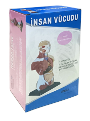 İnsan Vücudu (Küçük)