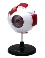 Göz Modeli